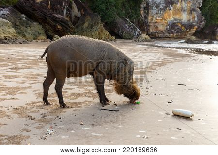 bearded pig walking along the beach near the sea