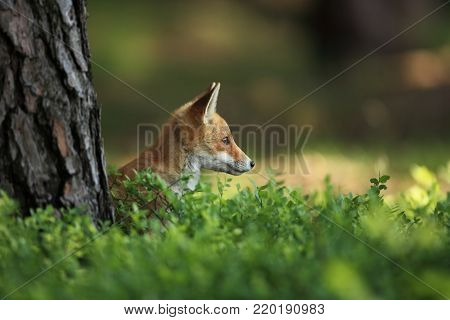Vulpes vulpes. Fox is widespread throughout Europe. The wild nature of Europe. Autumn colors in the photo. Beautiful photo. Fox and orchid. Nature Czech.