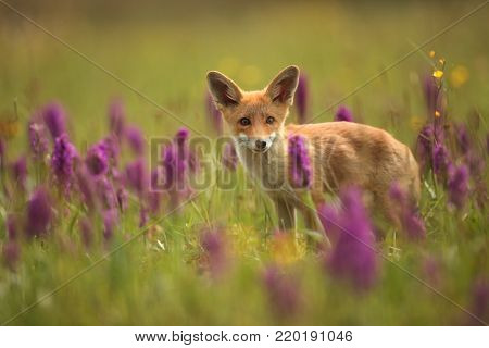Vulpes vulpes. Fox is widespread throughout Europe. The wild nature of Europe. Autumn colors in the photo. Beautiful photo. Fox and orchid. Nature Czech.