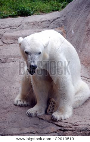 Polar Bear