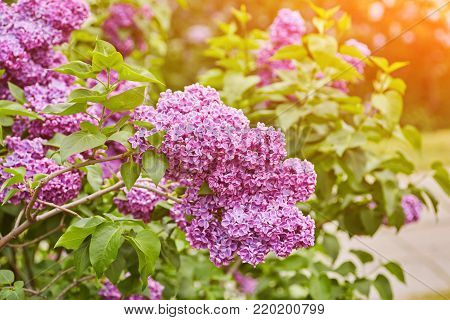 Beautiful fresh purple violet flowers. Close up of purple flowers. Spring flower, a branch of lilac. Lilac bush, lilac background.