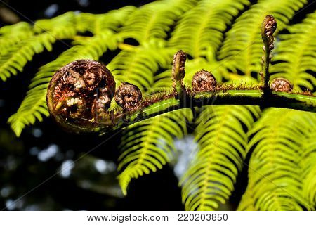 New Zealand bush with ferns draping in the water
