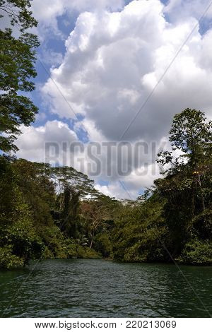 scenery of a green river, below cloudy sky in a jungle