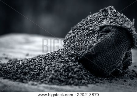 Raw Organic Cumin Seeds,cuminum Cyminum  In  A Gunny Bag.