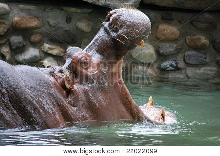 Hungry, Hungry Hippopotamus