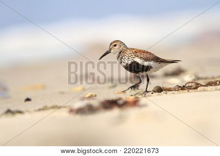 Calidris alba. The wild nature of the North Sea. Bird on beach by the sea. The beautiful nature of Europe. A beautiful picture of nature. Sea. Water.