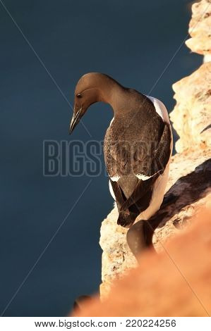 Uria aalge. The wild nature of the North Sea. A bird on a rock over the sea. The beautiful nature of northern Europe. Nice shot. Red color in photo.