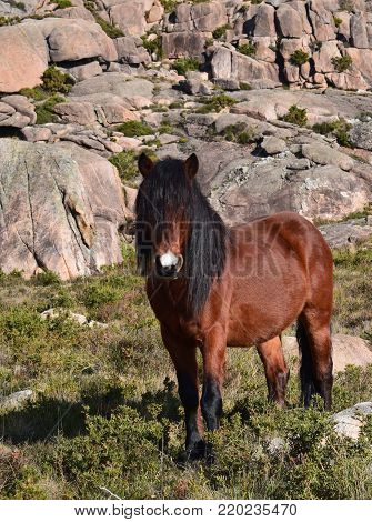 Wild male hazel horse, with black mane and white spot on forehead. Lovely stallion in freedom grazing in a meadow of a mountain.