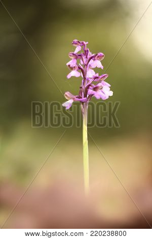 Orchis morio. Orchid in nature in the Czech Republic. Wild nature. A very rare plant. Taken in the morning. The sun in the photo. Beautiful nature. Wild orchids on the morning meadow.