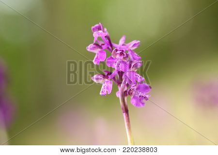 Orchis morio. Orchid in nature in the Czech Republic. Wild nature. A very rare plant. Taken in the morning. The sun in the photo. Beautiful nature. Wild orchids on the morning meadow.