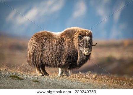 Musk ox on Dovre mountain in Norway