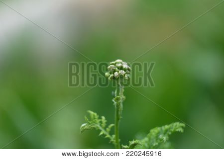 Yarrow ordinary - an officinal, spicy, ornamental and melliferous plant.