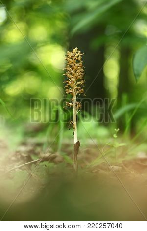 Neottia nidus-avis. It is widespread in Europe, Asia Minor, Caucasus, Siberia and North Africa. The Orchid favors deciduous forests. Free nature. A rare orchid. Wild nature. Czech nature. Spring nature.
