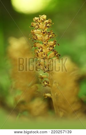 Neottia nidus-avis. It is widespread in Europe, Asia Minor, Caucasus, Siberia and North Africa. The Orchid favors deciduous forests. Free nature. A rare orchid. Wild nature. Czech nature. Spring nature.
