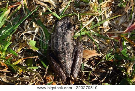 A close up of a native Australian frog