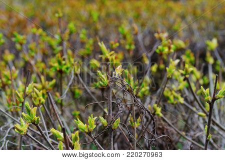 Beautiful natural landscape. Plantation the young shoots of shrubs blossoming in early spring leaves on blurred background in the city Park. Close-up.
