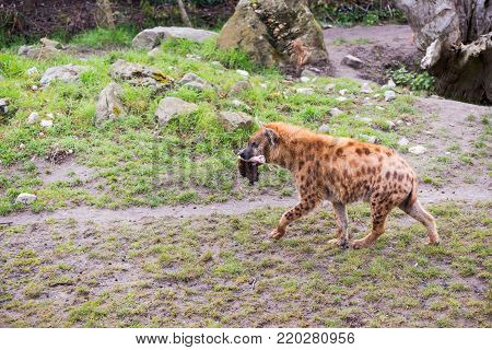 Hyena walking with a piece of raw meat in the mouth