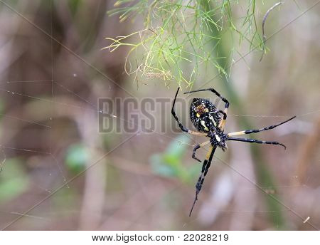 Orb Weaver araignée dans sa toile