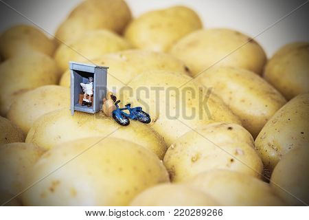 macro of a miniature man taking time out on a potato field