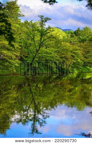 Oirase Gorge In Aomori, Tohoku, Japan