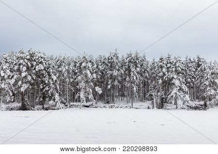 Pinewood forest in Evje, Norway. Pine trees, Pinus sylvestris, covered in snow, cloudy sky and white snowy foreground.