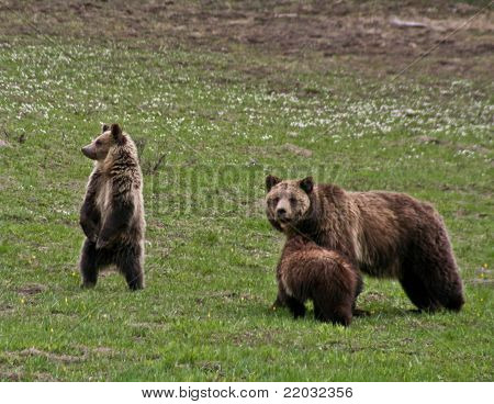 Grizzly rodziny