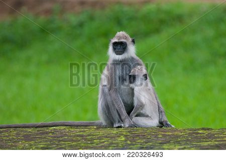 Tufted gray langur, Semnopithecus priam, Sri Lanka