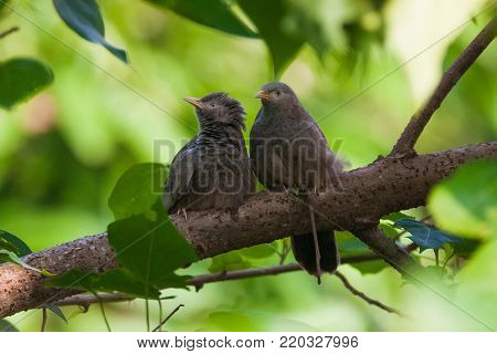 Jungle babbler (Turdoides striata) bird standing at tree branch