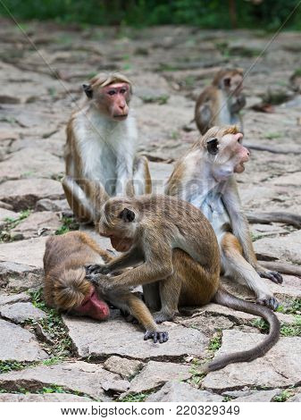 Toque macaque monkey, Macaca sinica, Sri Lanka