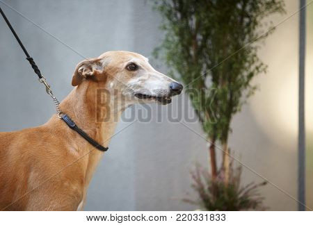 Italian grayhounds portrait. adorable animal at the park
