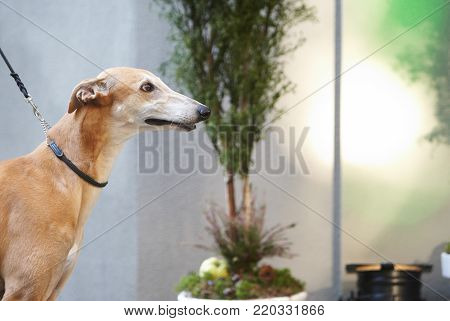 Italian grayhounds portrait. adorable animal at the park