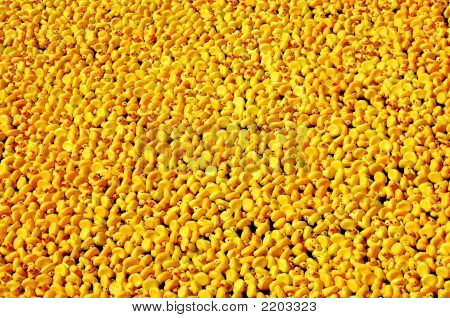 Hundreds Of Rubber Ducks