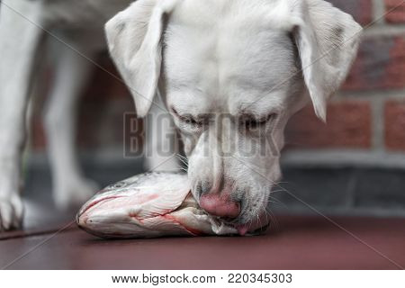 young hungry white labrador retriever dog puppy smells and eats a fish head - barf nutrition dog food