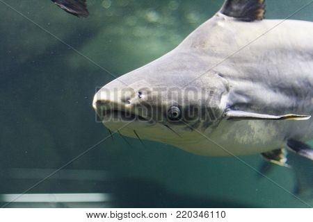 Floats Shark, photo taken under water. Sea.