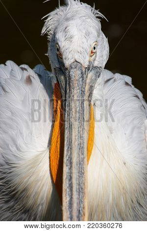 Portrait of American white pelican Pelecanus erythrorhynchos. It is a large aquatic soaring bird from the order Pelecaniformes.