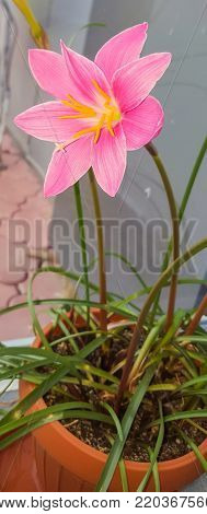 Pink-purple Zephyranthes Flower, Close Up, Isolated, Window. Common Names For Species In This Genus