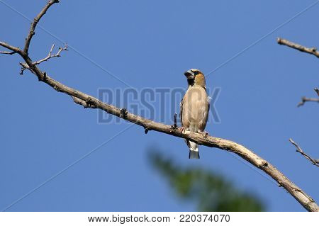 The hawfinch (Coccothraustes coccothraustes) is a passerine bird in the finch family Fringillidae.  ukraine.
Its head is orange-brown with a black eyestripe and bib.
The upper parts are dark brown and the underparts orange.