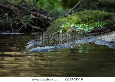 Erithacus rubecula. European small bird, ubiquitous throughout Europe. Besides the north of Scandinavia, it is also found in north-west Asia and North Africa. Free nature. The wild nature of the Czech Republic. Beautiful photo. Stream. Water.