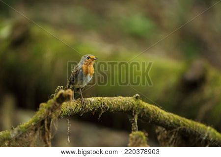 Erithacus rubecula. European small bird, ubiquitous throughout Europe. Besides the north of Scandinavia, it is also found in north-west Asia and North Africa. Free nature. The wild nature of the Czech Republic. Beautiful photo. Stream. Water.