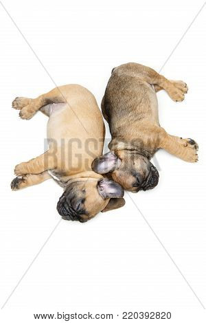 beautiful french bulldog puppies sleeping. adorable little dogs. copy space. isolated on white background.