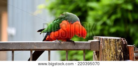 A male king parrot sitting on a fence