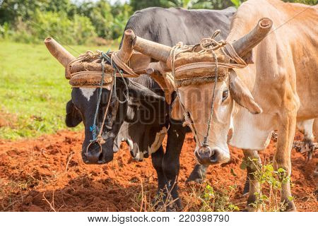 Oxen are used for plowing in Cuba because gasoline is too expensive for farmers. Horned are trimmed to reduce risk to farmer.