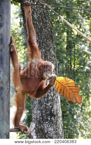 Orang Hutan hanging on the tree at zoo in Kuala Lumpur, December 25, 2017.