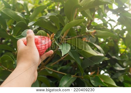 Two Jambu Guava On Wood Ground In Garden