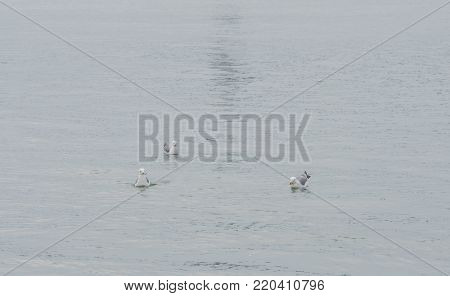 Three seagulls floating in calm waters of the ocean