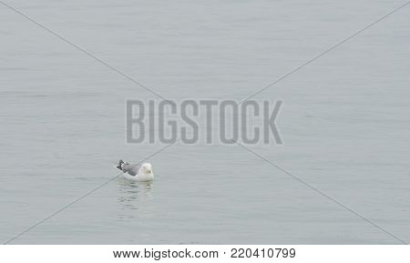 Single seagull floating in calm waters of the ocean