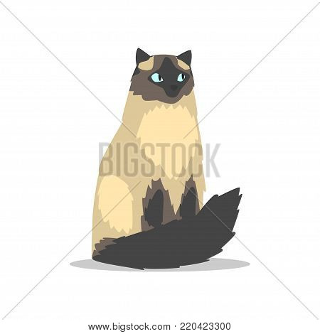 Purebred long-haired birman cat with blue eyes, dark markings on muzzle, tail and paws. Cartoon domestic animal character. Isolated flat vector design for veterinary clinic poster, banner or flyer.