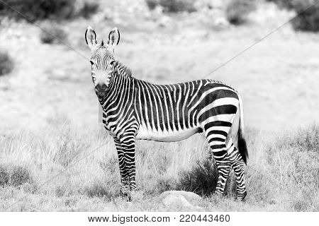 A mountain zebra, Equus zebra zebra, in the Mountain Zebra National Park near Cradock in South Africa. Monochrome