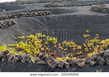Lanzarote vineyards build on lava, La Geria wine region, malvasia grape vine in winter