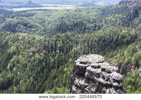 Sunshine forest trees. Sun through green forest nature. Forest in light. Summer forest. Tranquility of green forest nature